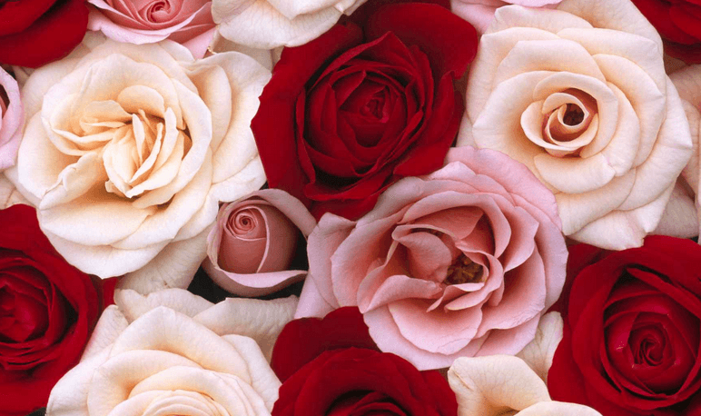 Foxy Red Rose