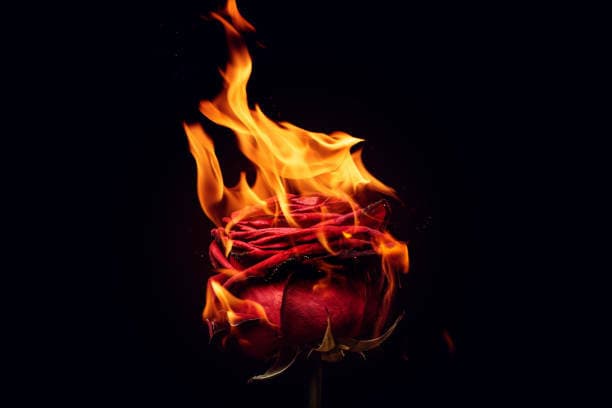 Rose of Fire 🌹🔥
