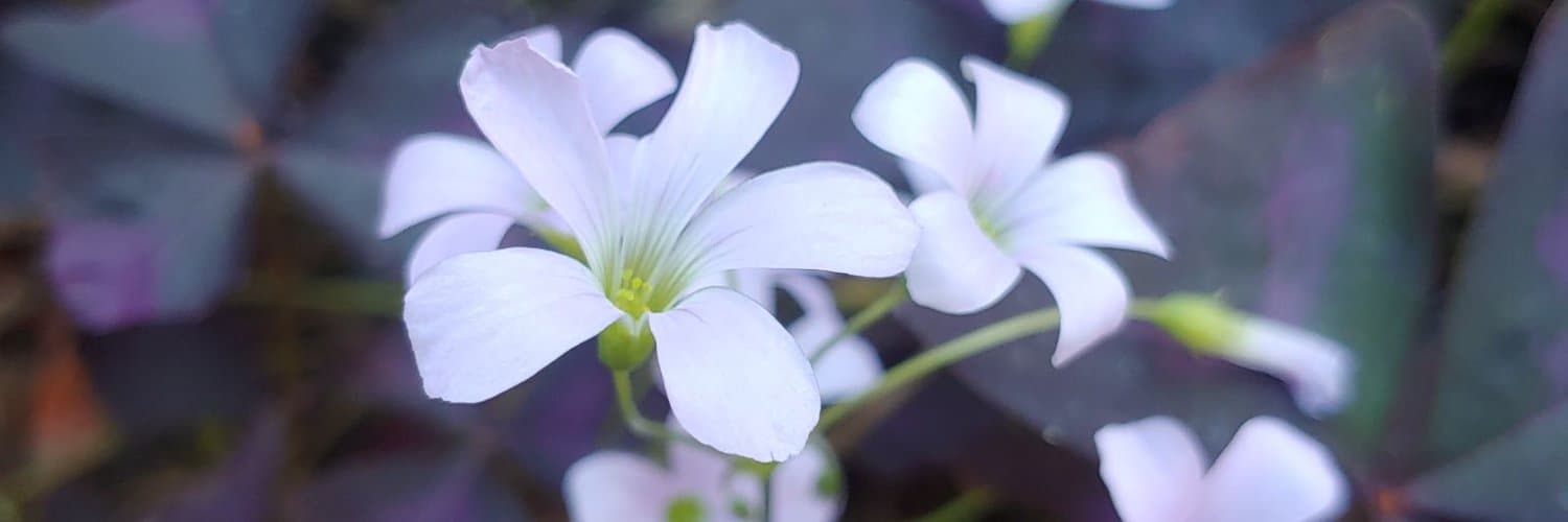 Lily